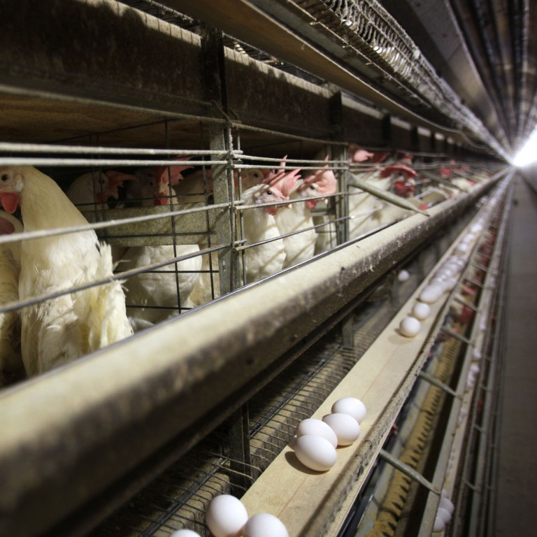 US moves closer to resuming chicken exports to China as Beijing approves  processing plants | South China Morning Post