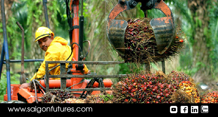 Indonesia hạ tỷ lệ xuất khẩu dầu cọ thô Indonesia hạ tỷ lệ xuất khẩu dầu cọ thô